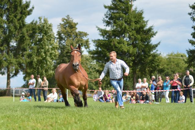 Powiatowa Wystawa Koni 2014