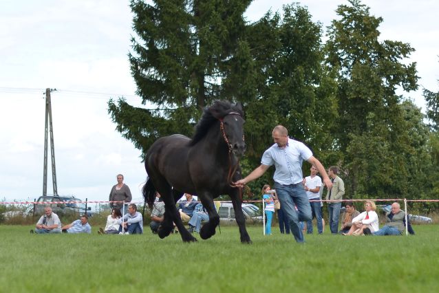 Powiatowa Wystawa Koni 2014