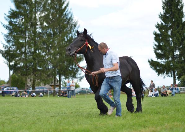 Powiatowa Wystawa Koni 2014