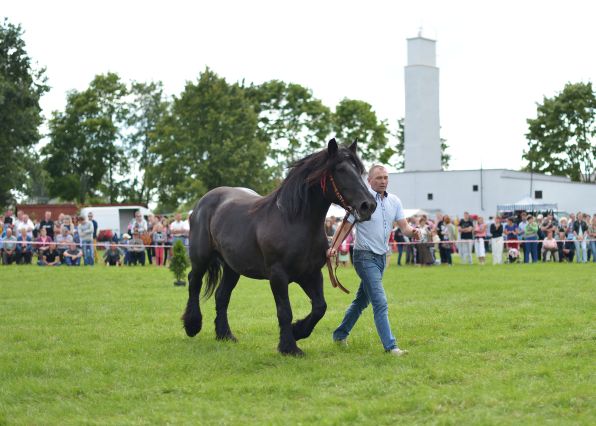 Powiatowa Wystawa Koni 2014