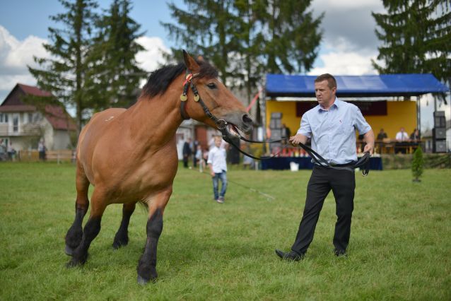 Powiatowa Wystawa Koni 2014