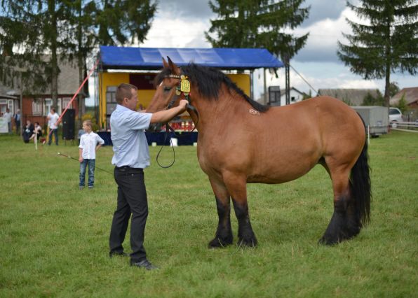 Powiatowa Wystawa Koni 2014