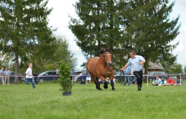 Powiatowa Wystawa Koni 2014