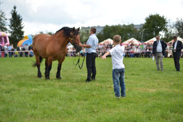 Powiatowa Wystawa Koni 2014