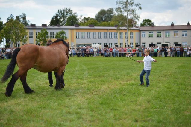 Powiatowa Wystawa Koni 2014