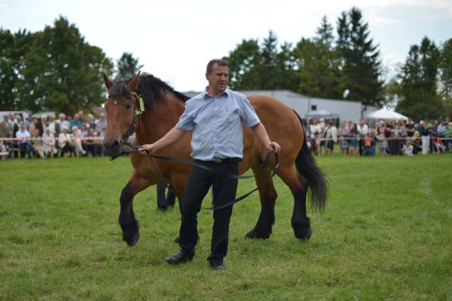 Powiatowa Wystawa Koni 2014