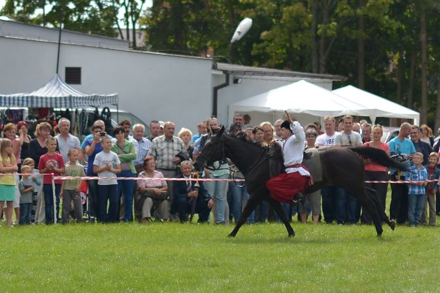 Powiatowa Wystawa Koni 2014