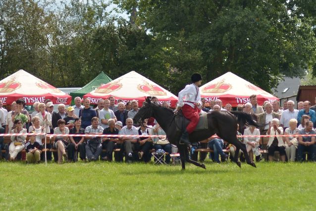 Powiatowa Wystawa Koni 2014
