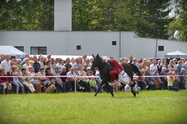 Powiatowa Wystawa Koni 2014