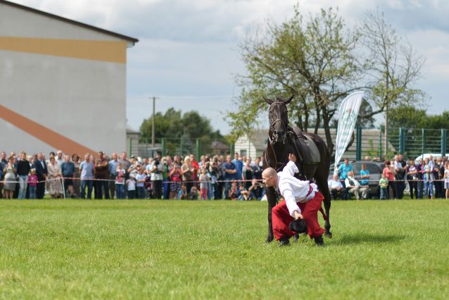 Powiatowa Wystawa Koni 2014