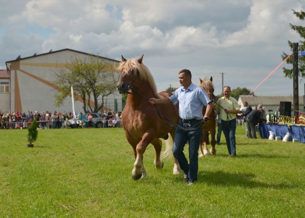 Powiatowa Wystawa Koni 2014