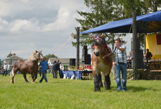 Powiatowa Wystawa Koni 2014