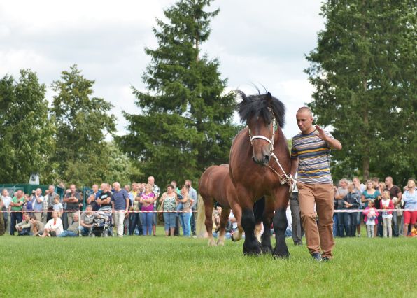 Powiatowa Wystawa Koni 2014