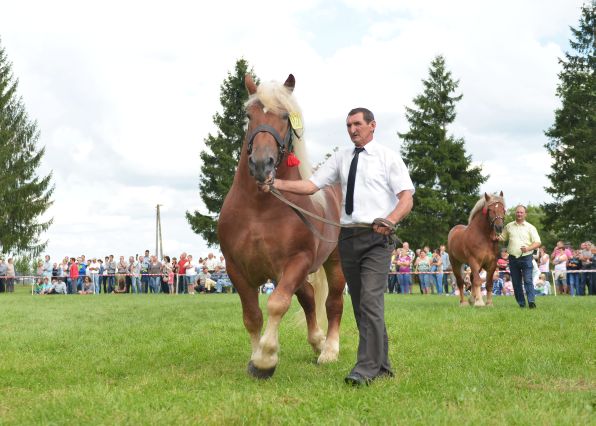 Powiatowa Wystawa Koni 2014