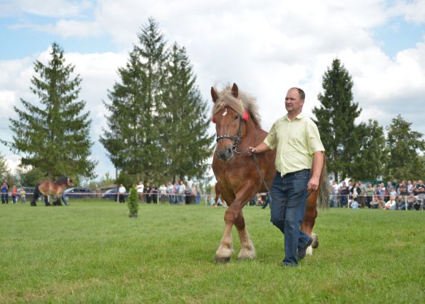 Powiatowa Wystawa Koni 2014