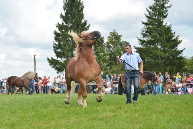 Powiatowa Wystawa Koni 2014