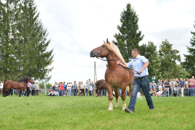 Powiatowa Wystawa Koni 2014