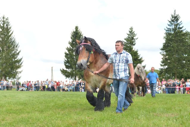 Powiatowa Wystawa Koni 2014