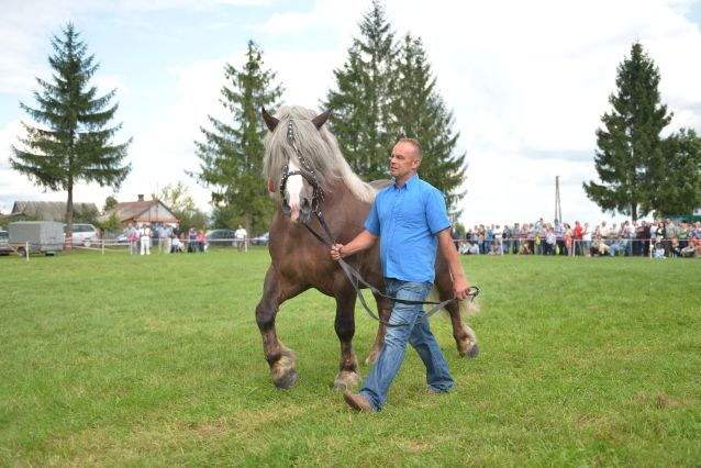Powiatowa Wystawa Koni 2014