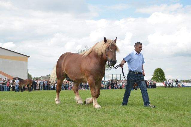 Powiatowa Wystawa Koni 2014