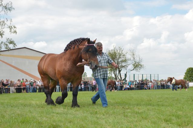 Powiatowa Wystawa Koni 2014