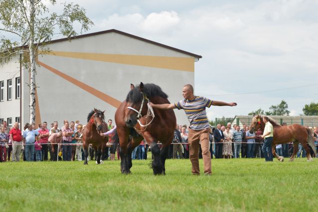 Powiatowa Wystawa Koni 2014