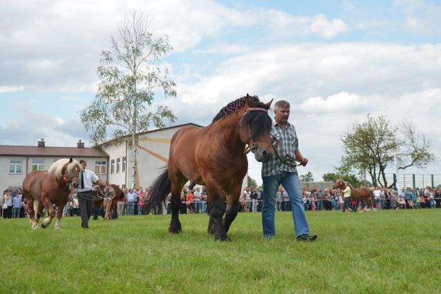 Powiatowa Wystawa Koni 2014