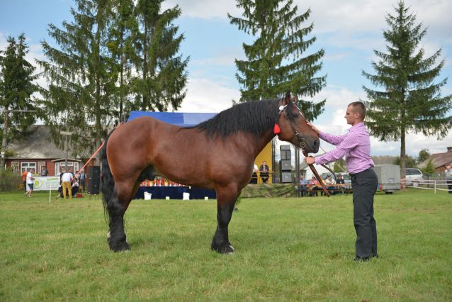 Powiatowa Wystawa Koni 2014