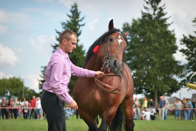 Powiatowa Wystawa Koni 2014