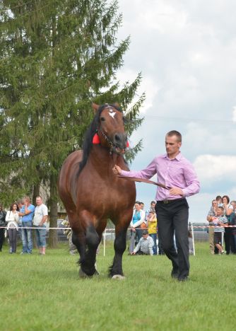 Powiatowa Wystawa Koni 2014