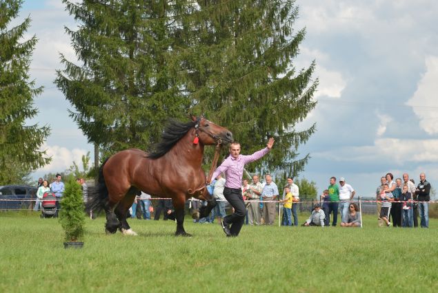 Powiatowa Wystawa Koni 2014