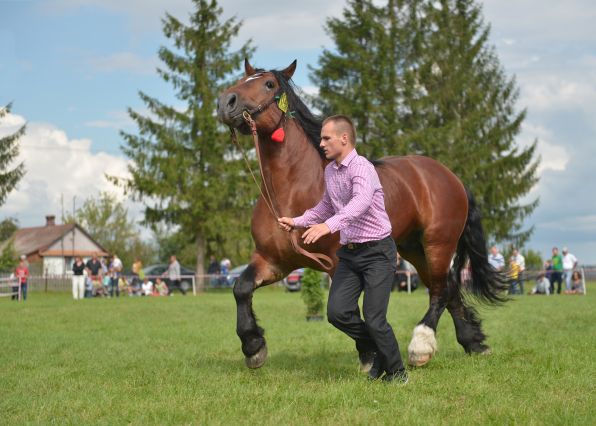 Powiatowa Wystawa Koni 2014