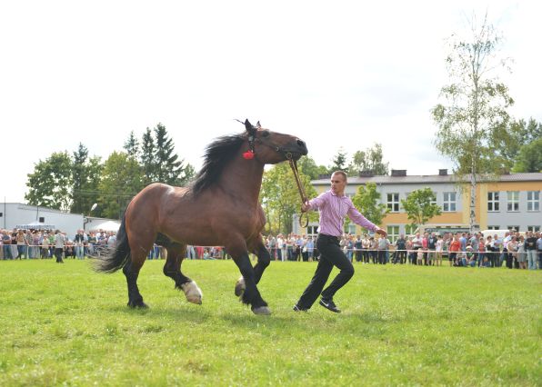 Powiatowa Wystawa Koni 2014
