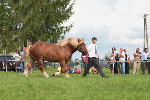 Powiatowa Wystawa Koni 2014