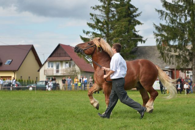 Powiatowa Wystawa Koni 2014
