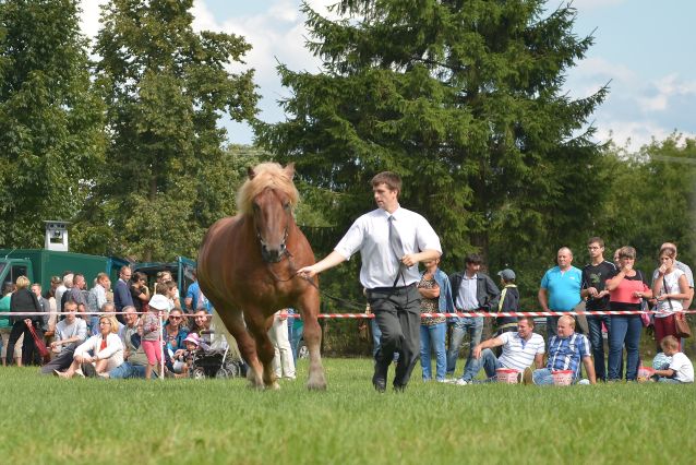 Powiatowa Wystawa Koni 2014