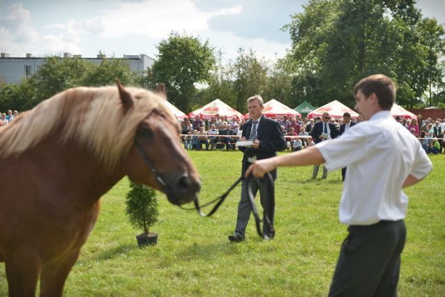 Powiatowa Wystawa Koni 2014
