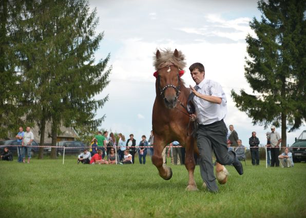 Powiatowa Wystawa Koni 2014