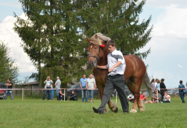 Powiatowa Wystawa Koni 2014