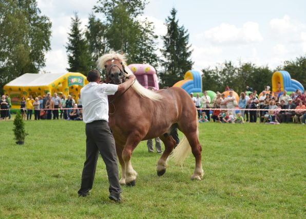 Powiatowa Wystawa Koni 2014