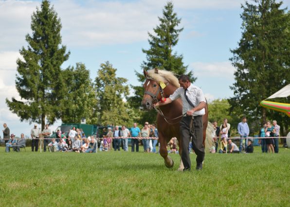 Powiatowa Wystawa Koni 2014
