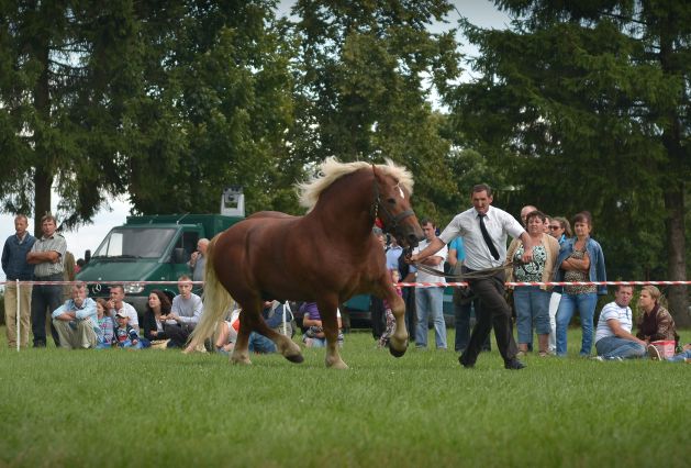 Powiatowa Wystawa Koni 2014