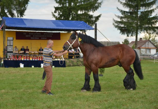 Powiatowa Wystawa Koni 2014