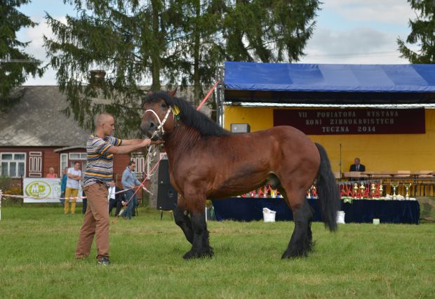Powiatowa Wystawa Koni 2014