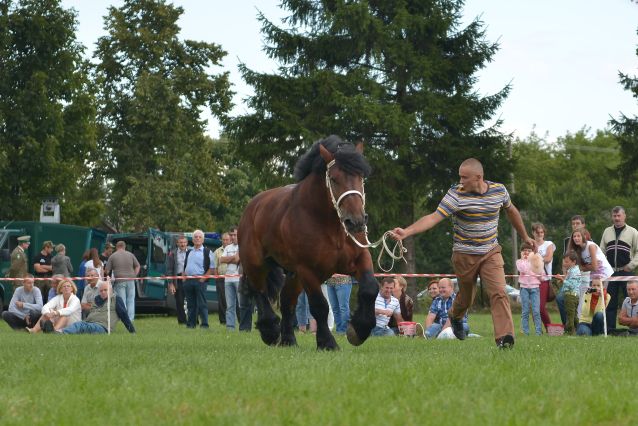 Powiatowa Wystawa Koni 2014