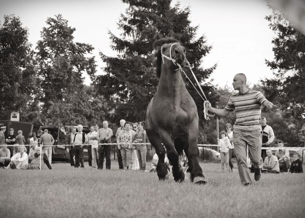 Powiatowa Wystawa Koni 2014