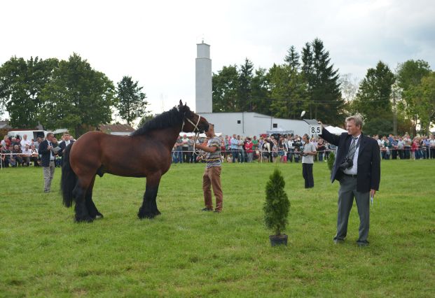 Powiatowa Wystawa Koni 2014