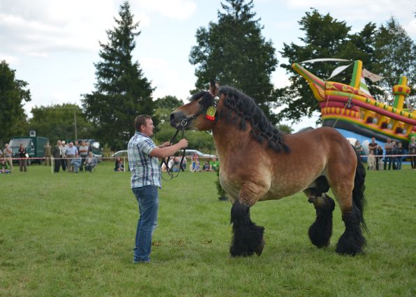 Powiatowa Wystawa Koni 2014