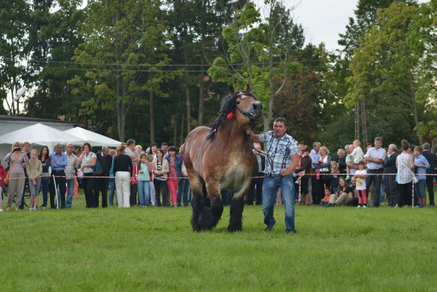 Powiatowa Wystawa Koni 2014
