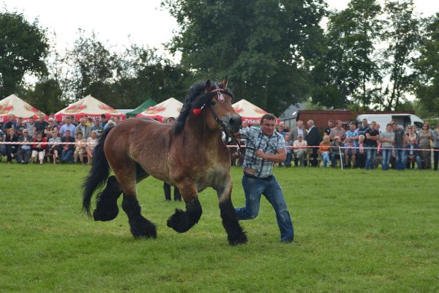 Powiatowa Wystawa Koni 2014